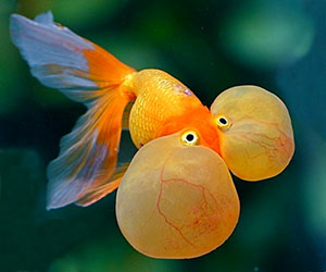 Mare 00 Carassius Auratus Varieta Occhi A Bolla