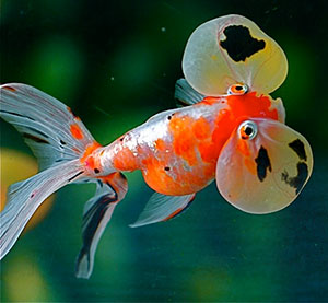 Mare 00 Carassius Auratus Varieta Occhi A Bolla