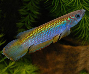 MARE 2000 - Epiplatys Fasciolatus